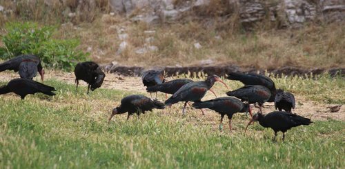 Waldrapp Kolonie - einzigartige einst heilige vom Aussterben bedrohte Vögel