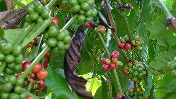 in der Region Salavan in Laos gibt es viele Kaffeeplantagen