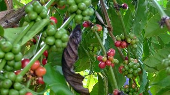 Kaffeebohnen am Strauch