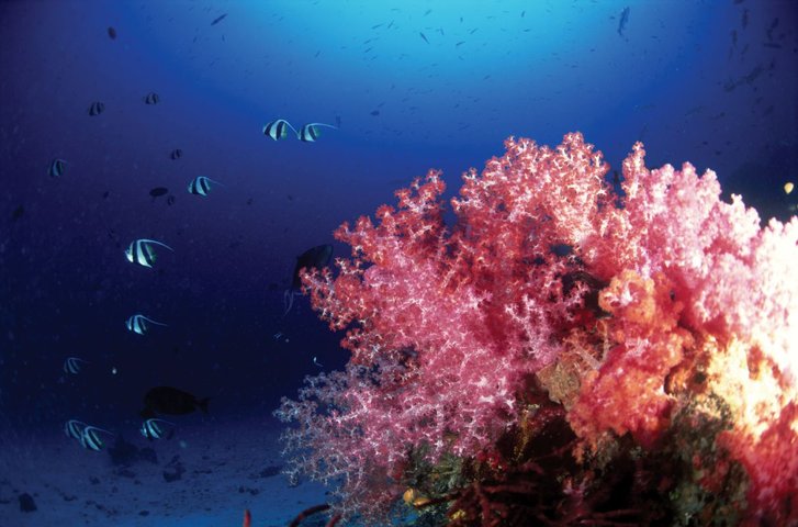 Unterwasserwelt Thailand Amazing Thailand Unterwasserwelt Thailand Amazing Thailand
