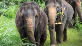 Einmalige Begegnung mit den Elefanten Elephant Hills Camp