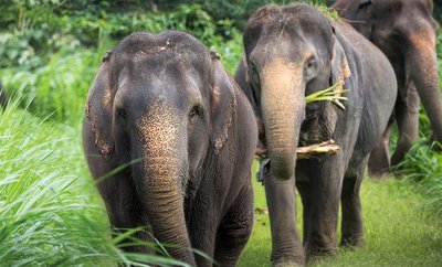 Einmalige Begegnung mit den Elefanten Elephant Hills Camp