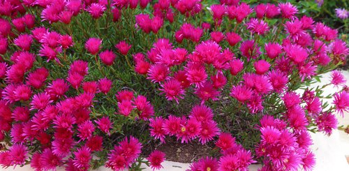 blühende Blumen Sardinien