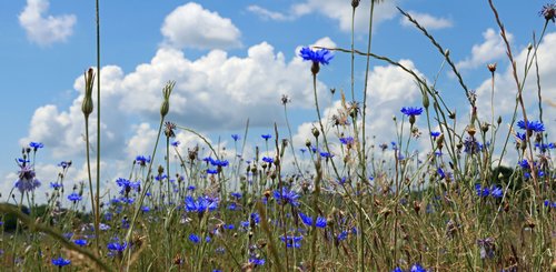 blühende traumhafte Landschaft im Perigord
