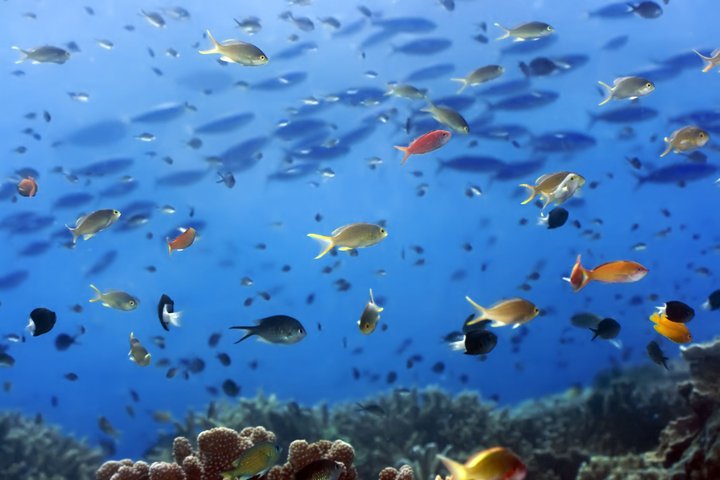bunte Unterwasserwelt