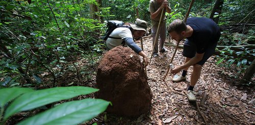 Dschungelwanderung im Khao Sok Nationalpark