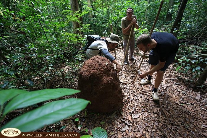 Dschungelwanderung im Khao Sok Nationalpark