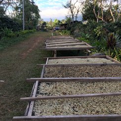 Kaffee zum Trocknen ausgelegt Bolavenplateau