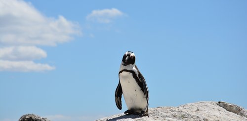 Pinguin Südafrika