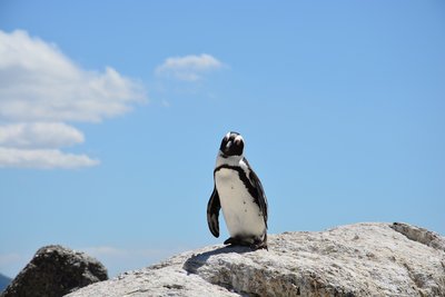 Pinguin Südafrika