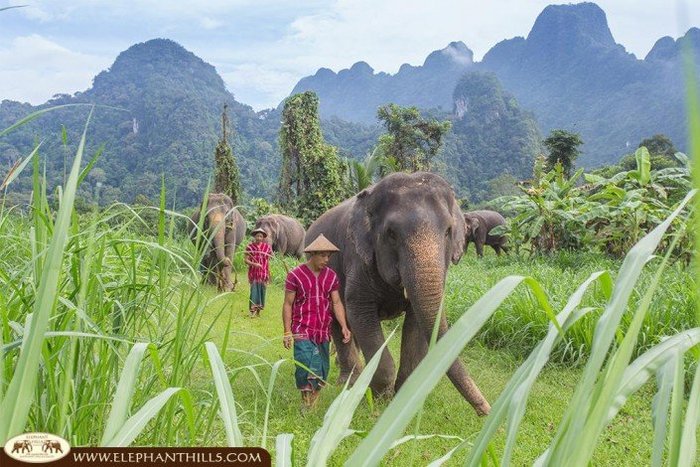 Begegnung mit Elefanten Thailand